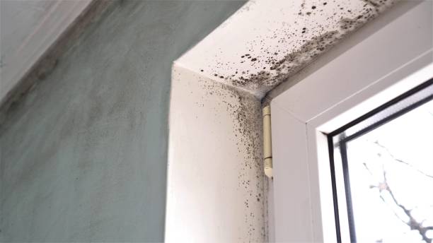 Best Industrial Mold Remediation in Winfield, IA