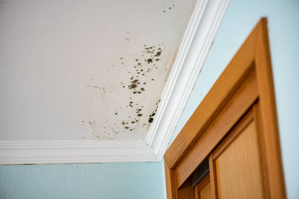 Best Residential Mold Remediation in Winfield, IA