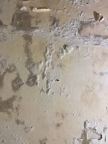 Best Mold Remediation for Specific Building Types in Winfield, IA