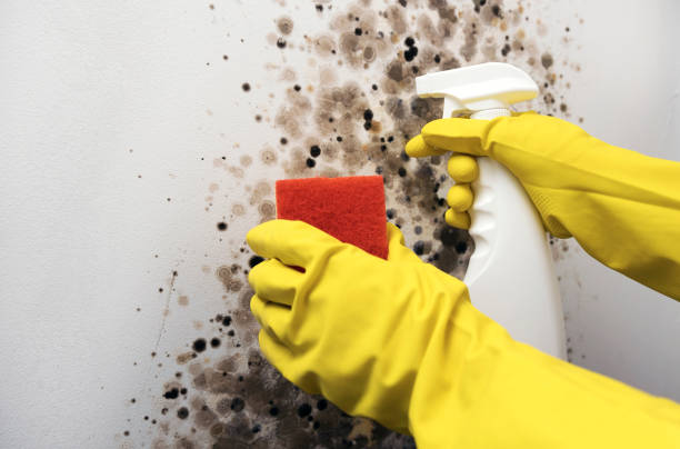 Best Basement Mold Remediation in Winfield, IA