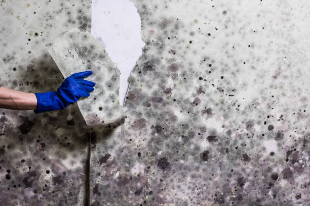 Trusted Winfield, IA Mold Remediation Experts