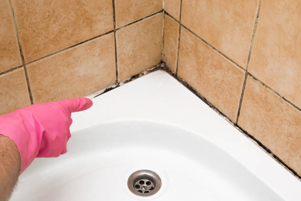 Best Mold Remediation for Specific Building Types in Winfield, IA